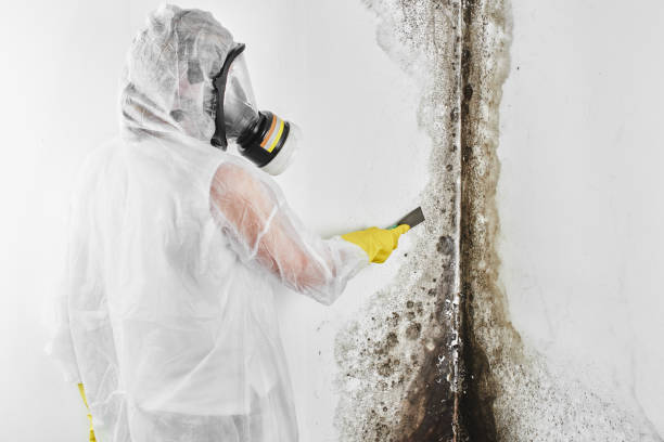 Best Mold Testing  in Eastport, ME