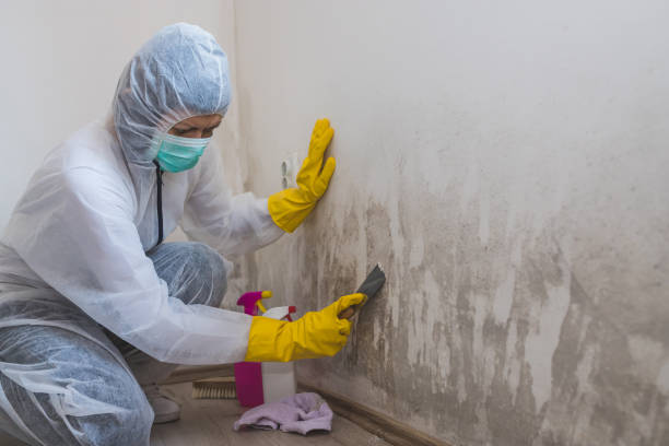 Best Attic Mold Removal  in Eastport, ME