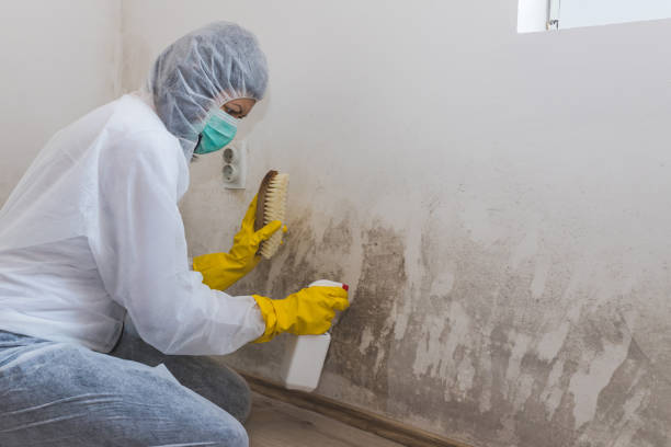Best Mold Damage Repair  in Eastport, ME