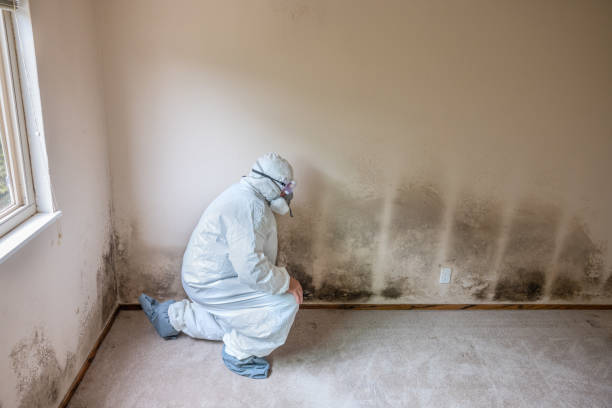 Best Certified Mold Removal  in Eastport, ME